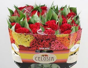 CELOSIE ACT DARA 80